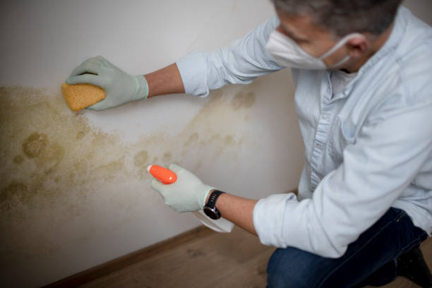 Professional Mold Remediation in Los Alamitos, CA