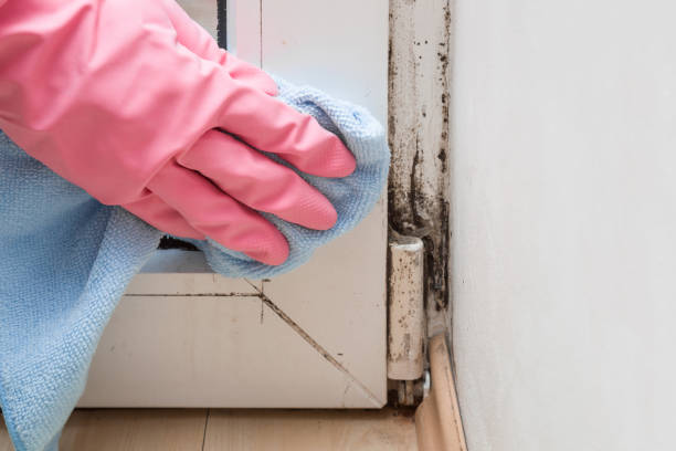 Best Localized Mold Remediation (e.g., coastal areas, humid climates) in Los Alamitos, CA